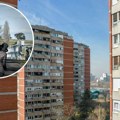 Više nisu vrane, sad svrake napadaju prolaznike u Beogradu: Stručnjak otkrio zašto se to dešava i kako ih izbeći