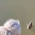 (Video): "Svaka čast ljudino!"Beograđanin otopio srca mnogima: Spasio 7 pačića od zloglasnih vrana, pa ih vratio mama patki