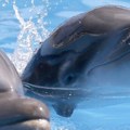 Meksiko zabranio predstave sa delfinima i kitovima