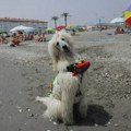 Upoznajte Nila, pudlu koja je postala spasilac na španskoj plaži Las Lindes (VIDEO)