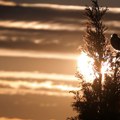 Prijatna temperatura u četvrtak, za vikend vrelo