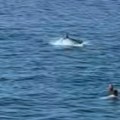 Neviđeni prizor na Jadranu! Tune skakale iz mora na par metara od kupača, kolaju priče o ajkulama! Stručnjaci šalju…