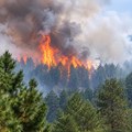 Požar zahvatio hektar visoke šume kod Kladnja, vatrogasci i šumari na terenu