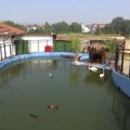 Kako životinje u jagodinskom Zoo-vrtu podnose vrućine?