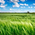 Evropsko udruženje „Donau Soja” organizuje obuku poljoprivrednika Od 30 polaznika biće izabrano šest koji će nastaviti…