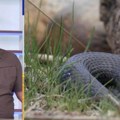 Razmilele se zmije po Srbiji, momak iz kupinova preživeo ujed zvečarke! Biolog objasnio šta je činiti kad se sretnete oči…