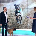 Postoje li (bez)opasne rase pasa – Nemanja Đurković