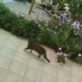 Životinjski instinkt Mačka predosetila zemljotres od 6,1 stepen na Kritu, pogledajte zapanjujuću reakciju