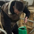 Milan Vasić hrani tek rođeno tele: Glumac ušao u štalu, pa uzeo kofu mleka, pokazao i 11 prasića: "Prvi put proba"