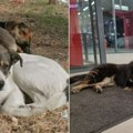 Psi lutalice se smrzavaju na ulicama: Onima koji nisu ničiji ljubimci zima donosi najtežu borbu