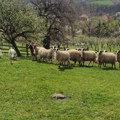 (Foto) Stado ovaca na livadi Naš glumac (53) se odselio iz Beograda, sad živi u selu kod Valjeva: Sve procvetalo, pravi raj na…