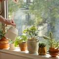 Putujete na odmor? Evo trikova da biljke ostanu zalivene i zdrave – bez pomoći komšija