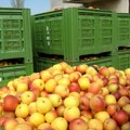 Voćarstvo na raskrsnici: Jabuke se ne isplate, krčite voćnjake
