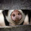 Za svinje eutanazirane zbog Afričke kuge isplaćeno 3,3 milijarde dinara iz budžeta
