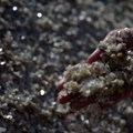 Trampova trka za kritičnim mineralima – SAD prave sirovinsku mrežu koja zaobilazi Kinu