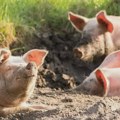 Zašto je svinjsko meso sve skuplje, a farmeri sve siromašniji?