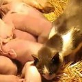 (Video) Ništa slađe nećete videti ovog jutra: Krmača u domaćinstvu podno Suve planine oprasila 17 prasića, a dadilja ih mačka…