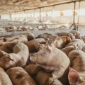 Удружење узгајивача свиња тражи оставек у министарству после текста о колапсу српског свињарства