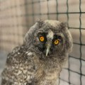 Stacionar Zoo planeta u Nišu pun mladunaca ptica i životinjama kojima treba pomoć
