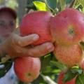 Kragujevac čuva stare sorte Srbije: Predstavljena inicijativa za zaštitu biljnog nasleđa