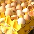 Kupila jaja u prodavnici, pa otišla na dva dana: Kad se vratila, u kući je zatekla 70 živahnih pilića