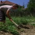 Zbog sudbine malog Milije cela Srbija je plakala: Umesto bolesnog oca sam je brinuo o kući, stoci i imanju - a danas živi…