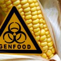 Više genetski modifikovanih biljaka na poljima EU?