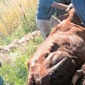 Prokupački vatrogasci spasli kravu iz poljskog bunara