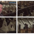 Subvencije za poljoprivredu 2024. godine, ko dobija, a ko gubi? Stočari i mlekari napali ratare pred njihov sastanak sa Vladom…