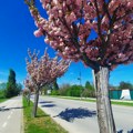 Video dana: Japanska trešnja u punom cvetu krasi Nišku Banju