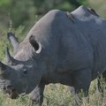 Deset crnih nosoroga preseljen iz Južne Afrike u Mozambik, gde su pre 50 godina istrebljeni