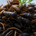Idu li ukus i moral zajedno: Zašto je propao pokušaj da insekti zamene meso u ishrani