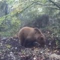Ne planira u zimski san! Hit scena na Tari: Medved opušteno šeta i ruča (video)