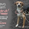 ДИОН даје глас онима који га немају – покренута национална кампања за удомљавање напуштених животиња