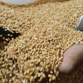 Egipat zainteresovan za uvoz srpske pšenice i kukuruza