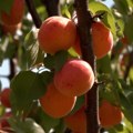 Za voćare pune ruke posla - kajsije prerodile