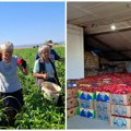 Stigla „ajvaruša“ taman za zimnicu! Rod odličan, paprika krupna i mesnata, a povrtari muku muče zbog cene na veliko