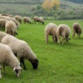 Upoznajte Slavku, jedinu Romkinju koja se latila stada: "Spavam u autu i čuvam siročiće, samo da su oni siti"