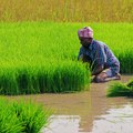 Indija zabranila izvoz pirinča: Kako će se to odraziti na svetsko tržište hrane?