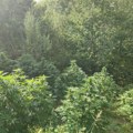 Akcija niške policije: Zaplenjeno 900 grama marihuane, otkriven zasad sa 23 biljke kanabisa