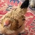 Uginula najstarija kokoška na svetu Vlasnica od tuge ne može da dođe k sebi (video)