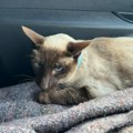 Životinje: Mačka prešla 1.200 kilometara u motoru kombija
