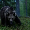 Zver se podigla na dve noge Bosanac naišao na medveda, pa sve snimio (video)