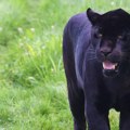 Crni leopard slobodno šeta balkanskim mestom, ne mogu da ga ulove 5 dana: Proglašeno vanredno stanje