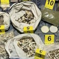 Zbog pečuraka završili u pritvoru Osim gljiva ludara oni su gajili marihuanu a kod njih je prnađen i hašiš