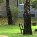 Loznica: Zašto građane brine seča stabala