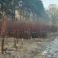 Nema odmora za čačanske voćare: Počela jesenja sadnja; "Ovo su idealni uslovi" FOTO