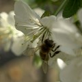 Voćari na udaru kritika i inspekcije zbog stradanja pčela tokom prskanja (VIDEO)