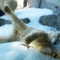 Zoološki vrt u Pragu rashlađuje polarne medvede tonama leda zbog toplotnog talasa (foto)