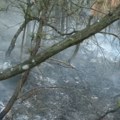 Sanacija šuma posle požara: Za oporavak prirode presudni stručni pristup i procena stanja na terenu